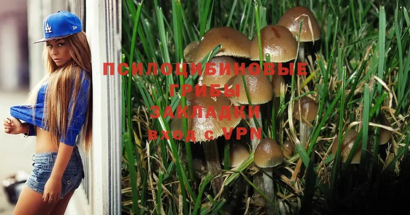 Псилоцибиновые грибы Psilocybe  OMG вход  Краснознаменск 